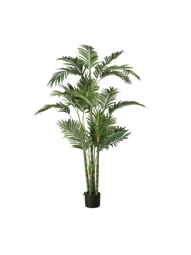 ДЕКОРАТИВНО РАСТЕНИЕ