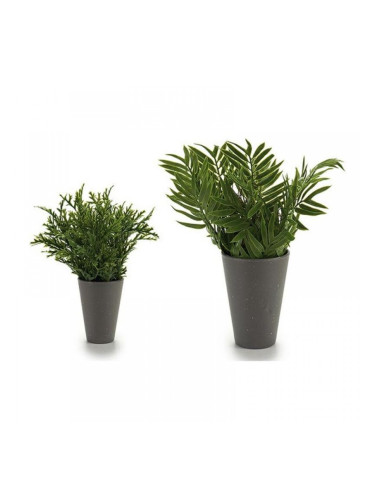 Саксия Сив Листи