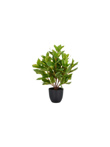 ДЕКОРАТИВНО РАСТЕНИЕ ДЯВОЛСКИ БРЪШЛЯН В KAШПА 40CM