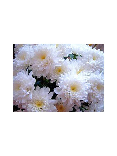 ХРИЗАНТЕМА РАЗЛИЧНИ ЦВЕТОВЕ