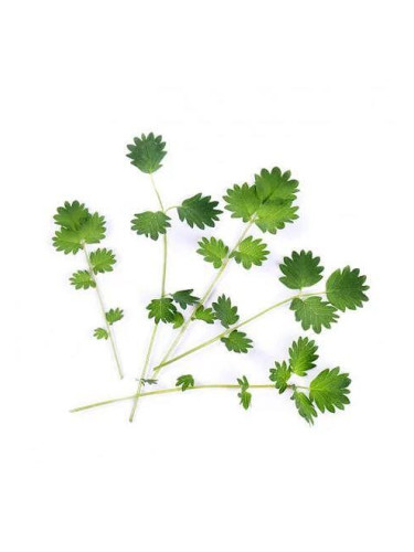 Пълнител (лингот) Salad Burnet Organic за настолна градина Véritable® - салата Бърнет