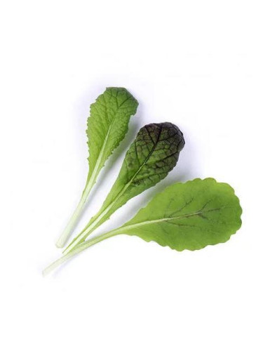 Пълнител (лингот) Red Giant Mustard Organic за настолна градина Véritable® - гигантска червена горчица