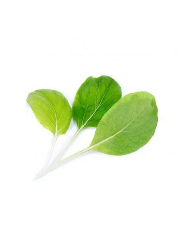 Пълнител (лингот) Bok choi Organic за настолна градина Véritable® - салата Бок чой
