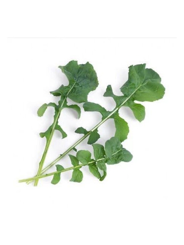 Пълнител (лингот) Arugula Organic за настолна градина Véritable® - рукола