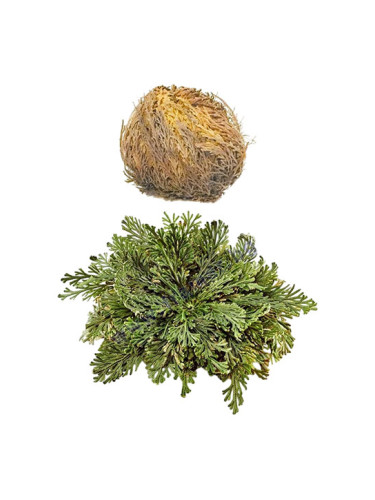 ЕЛ КОМПРА ЙЕРИХОНСКА РОЗА * 1