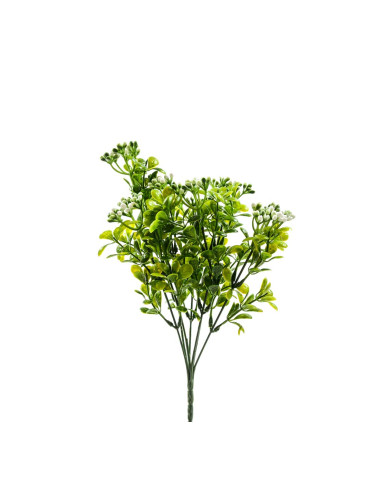 ДЕКОРАТИВНО ЗЕЛЕНО КЛОНЧЕ