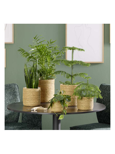 КАШПА КОШНИЦА 22/24 СМ