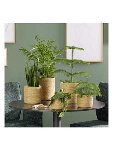 КАШПА КОШНИЦА 20/21 СМ