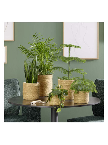 КАШПА КОШНИЦА 15/12.5 СМ