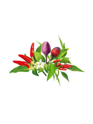 Семена Click and Grow Чили чушки микс, 9 броя