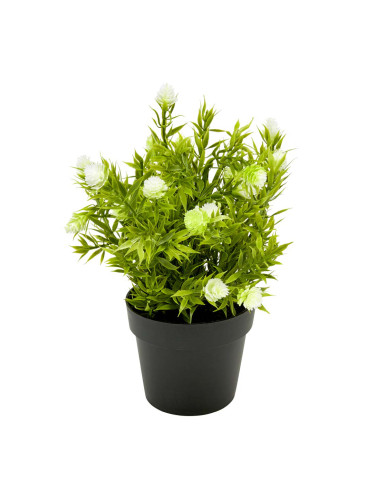 ДЕКОРАТИВНО ЦВЕТЕ В САКСИЯ АСОРТИ 15/23 СМ