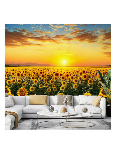Фототапет слънчогледи
