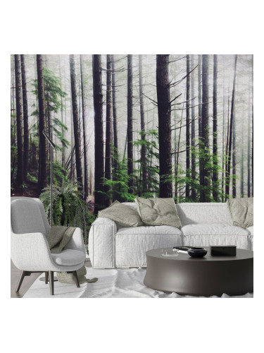 Фототапет мъгла в гората