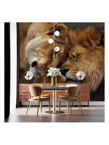 Фототапет Лъвове