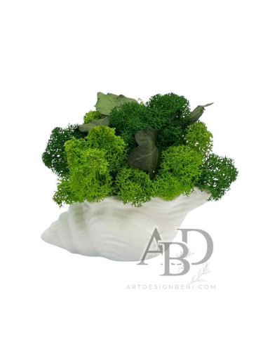 Малко Рапанче със зелен скандинавски мъх