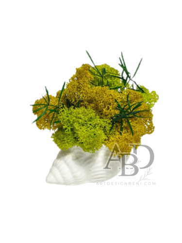 Скандинавски мъх в бяла раковина