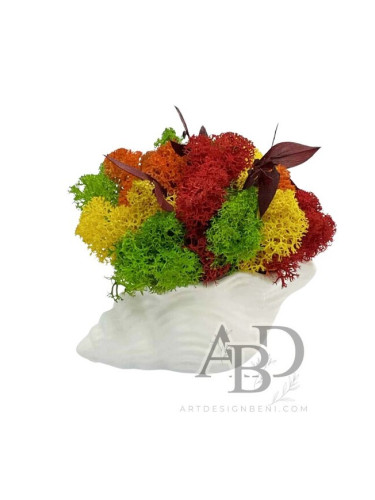 Малко Рапанче с цветен скандинавски мъх