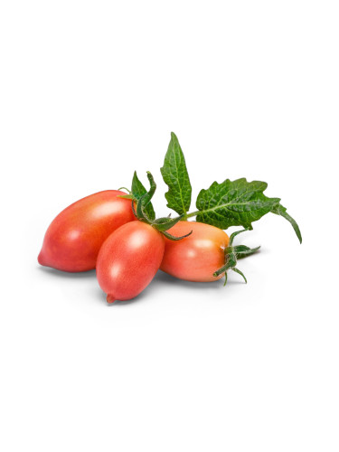 Пълнител (лингот) Pink Mini Tomato за настолна градина Véritable® - розови мини домати