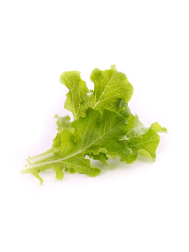 Пълнител (лингот) Oakleaf Lettuce Organic за настолна градина Véritable® - маруля дъбов лист