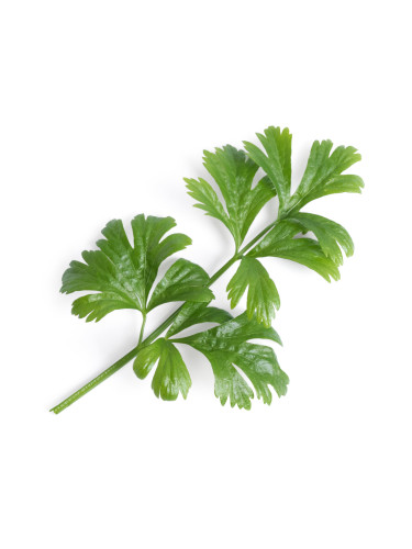 Пълнител (лингот) Celery за настолна градина Véritable® - листа целина