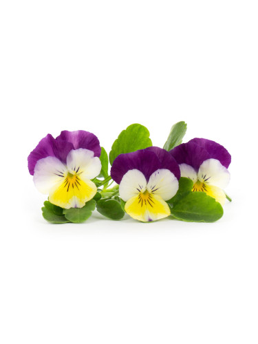 Пълнител (лингот) Pansy Organic за настолна градина Véritable® - трицветна теменужка