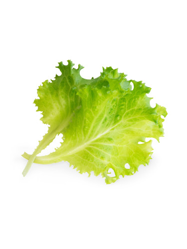 Пълнител (лингот) Butterhead Lettuce Organic за настолна градина Véritable® - маруля