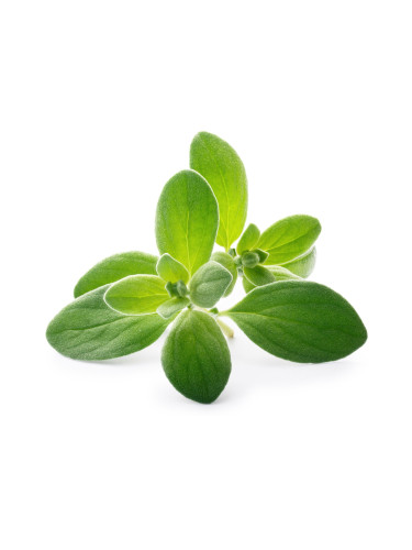 Пълнител (лингот) Marjoram Organic за настолна градина Véritable® - майорана