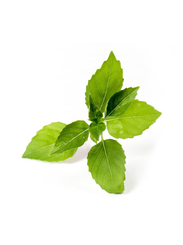 Пълнител (лингот) Lemon Basil Organic за настолна градина Véritable® - лимонен босилек