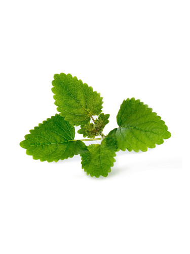 Пълнител (лингот) Lemon Balm Organic за настолна градина Véritable® - маточина