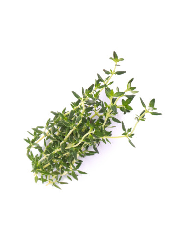 Пълнител (лингот) Thyme Organic за настолна градина Véritable® - мащерка
