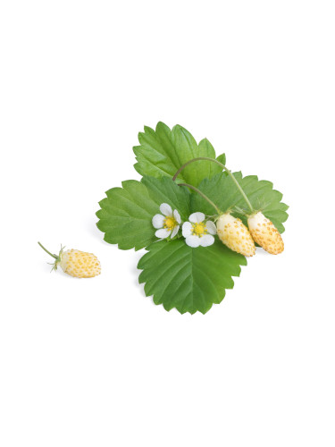 Пълнител (лингот) White Wild Strawberry за настолна градина Véritable® - бели диви ягоди