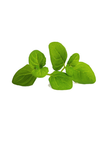 Пълнител (лингот) Icy Mint Organic за настолна градина Véritable® - ледена мента