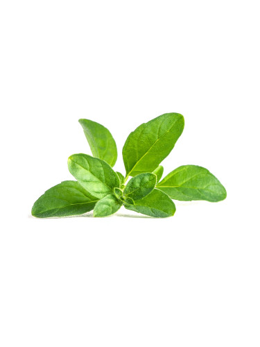 Пълнител (лингот) Pennyroyal Mint за настолна градина Véritable® - кралска мента