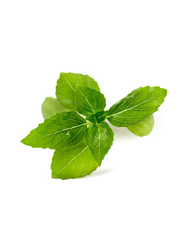 Пълнител (лингот) Cinnamon Basil Organic за настолна градина Véritable® - канелен босилек