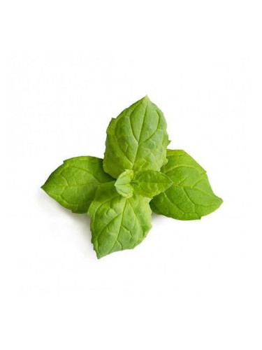 Пълнител (лингот) Maroccan Mint за настолна градина Véritable® - мароканска мента