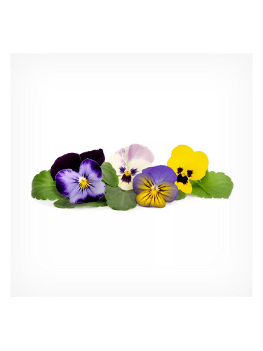 Пълнител (лингот) Multi colored Pansy за настолна градина Véritable® - многоцветна теменужка