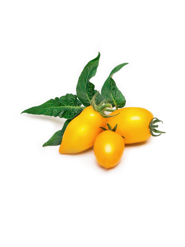 Пълнител (лингот) Yellow Mini Tomato за настолна градина Véritable® - жълти мини домати